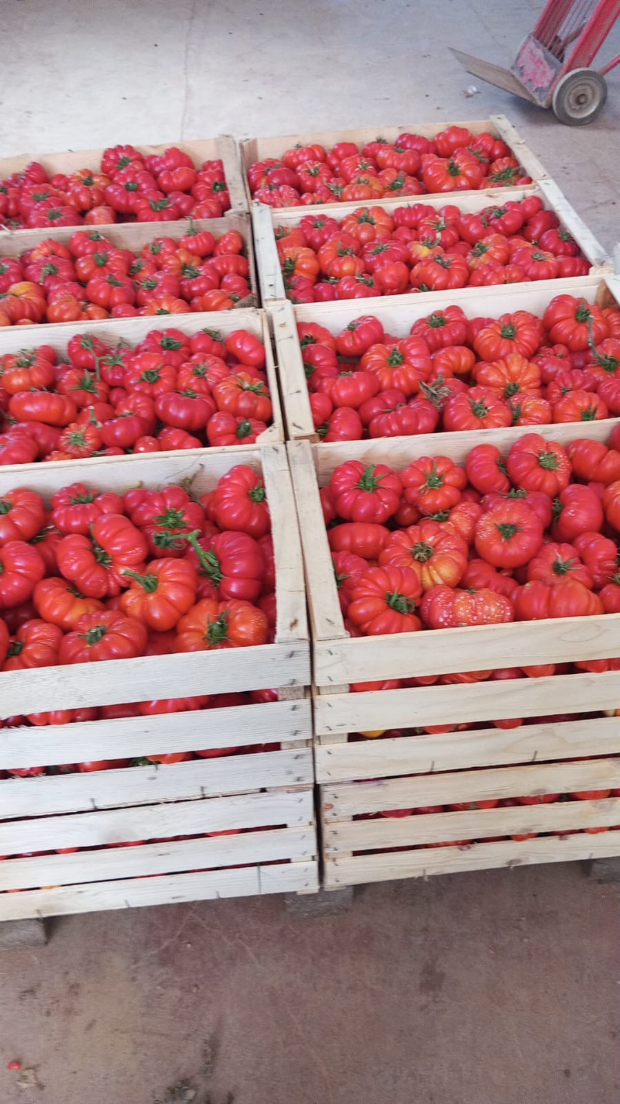 Pomodoro Costoluto