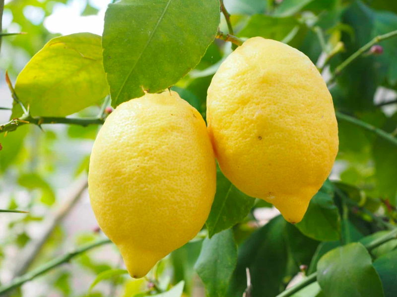 Il Mondo dei Limoni: Origine, Benefici e Utilizzi