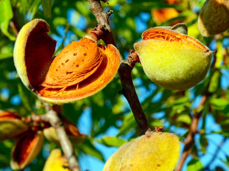 Le Mandorle: Un Tesoro Nutrizionale dalla Storia Antica