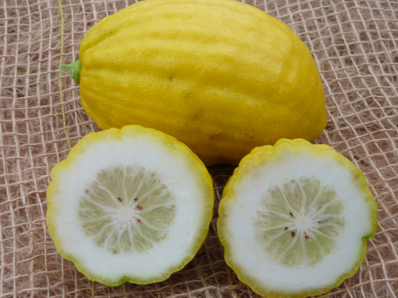 Il Cedro: Un Tesoro Mediterraneo di Salute e Gusto